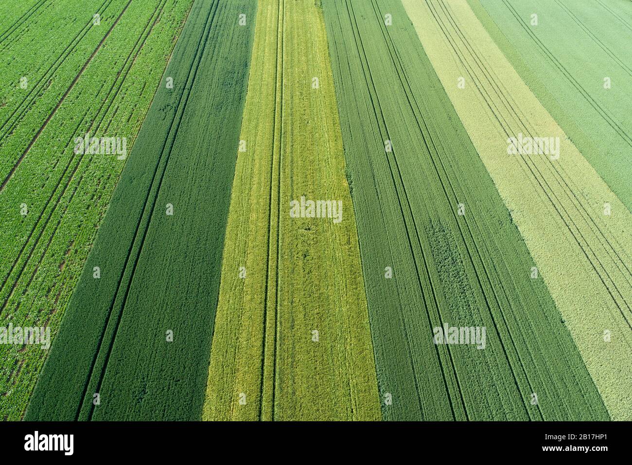 Veduta aerea di file di campi agricoli in diversi colori verdi. Franconia, Baviera, Germania. Foto Stock