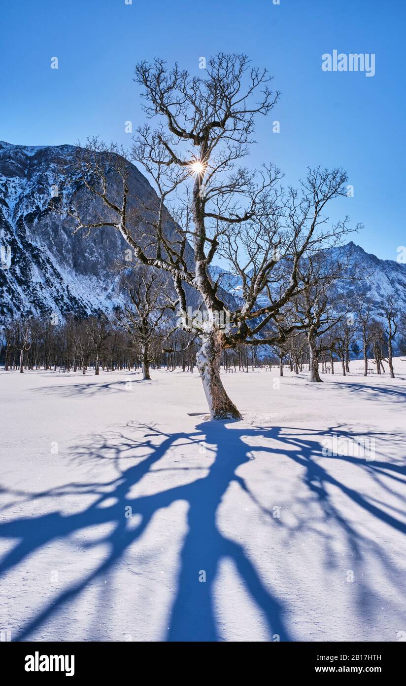 Albero contro il sole, Grosser Ahornboden montagna, Baviera, Germania Foto Stock