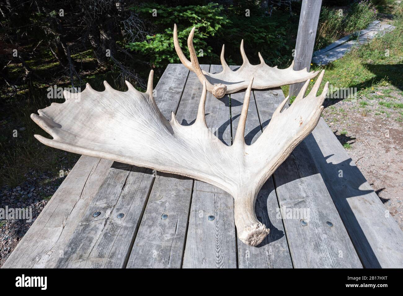 Canada, Nuova Scozia, corna Elk giacciono sul tavolo esterno Foto Stock