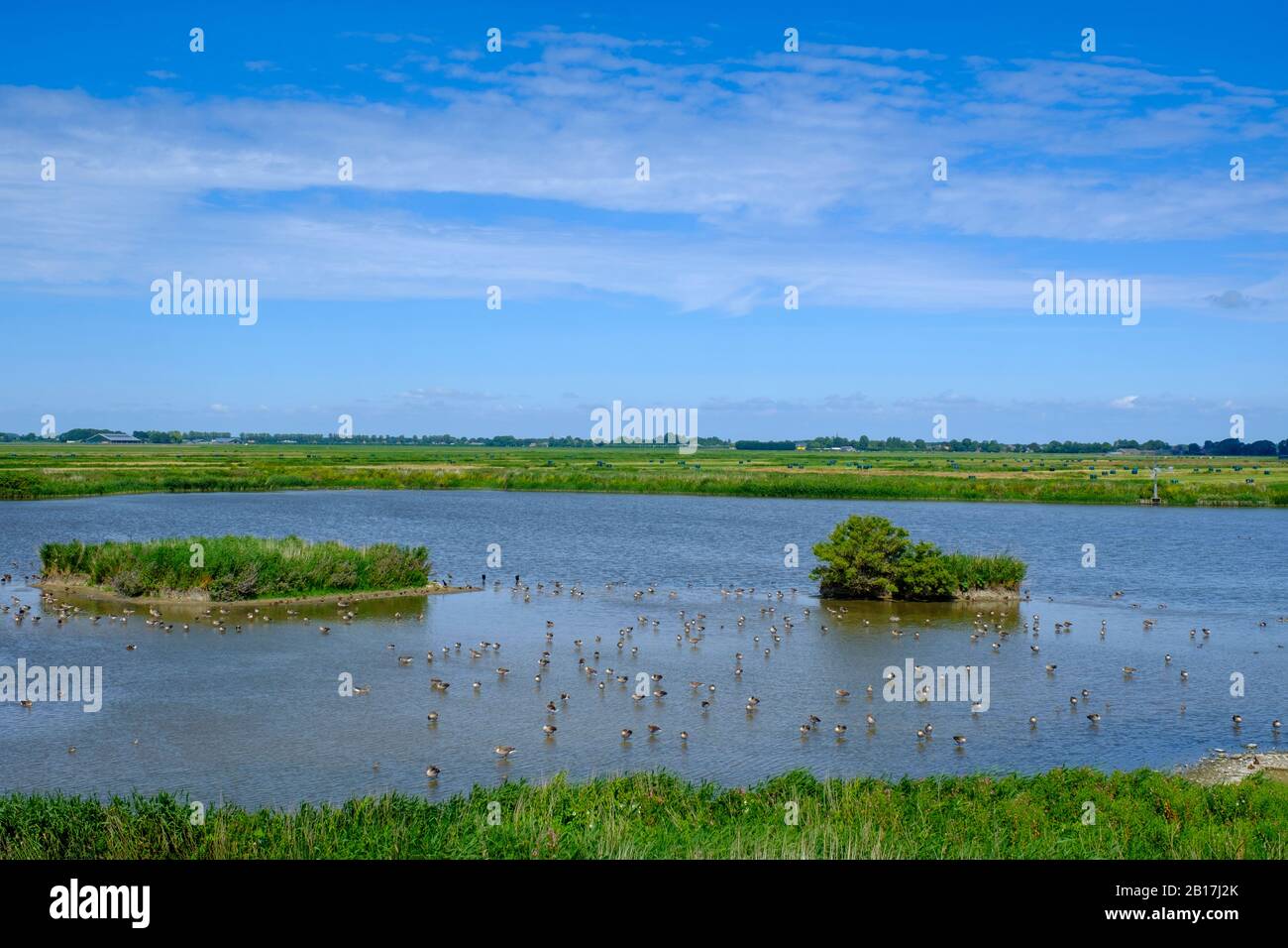 Vogelschutzgebiet de Nek, Am Zuiderdijk, Ijsselmeer, bei Schellinkhout, Nordholland, Olanda, Niederlande, Foto Stock