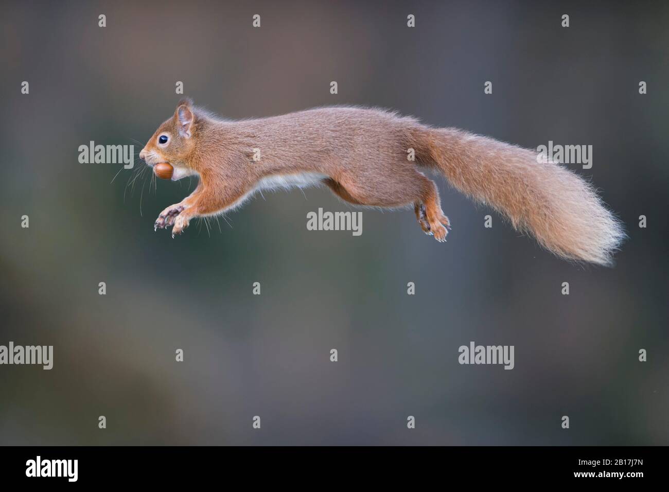 Regno Unito, Scozia, scoiattolo rosso (Sciurus vulgaris) a metà corsa Foto Stock