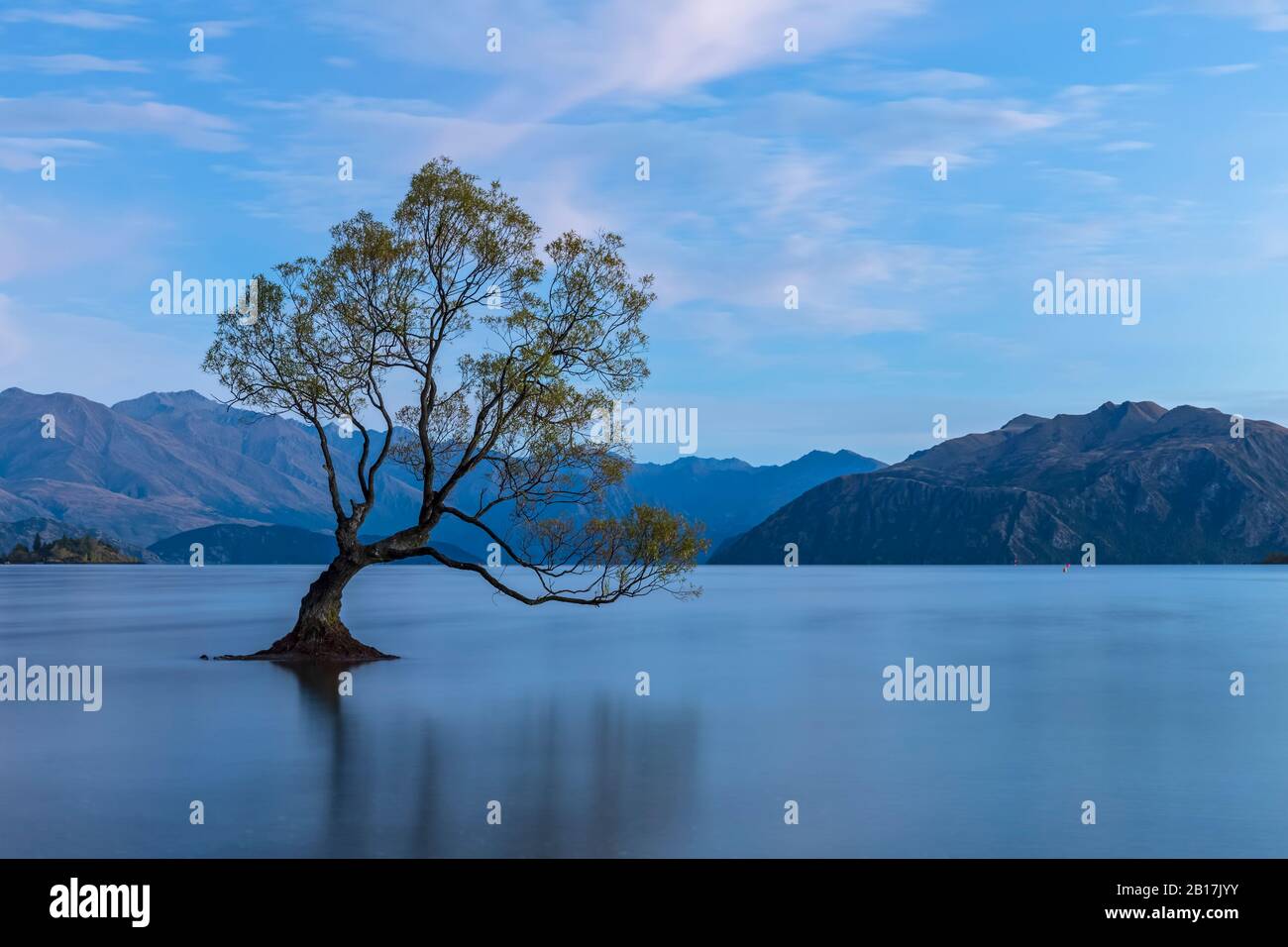 Nuova Zelanda, Otago, Wanaka Tree e Lake Wanaka all'alba blu Foto Stock