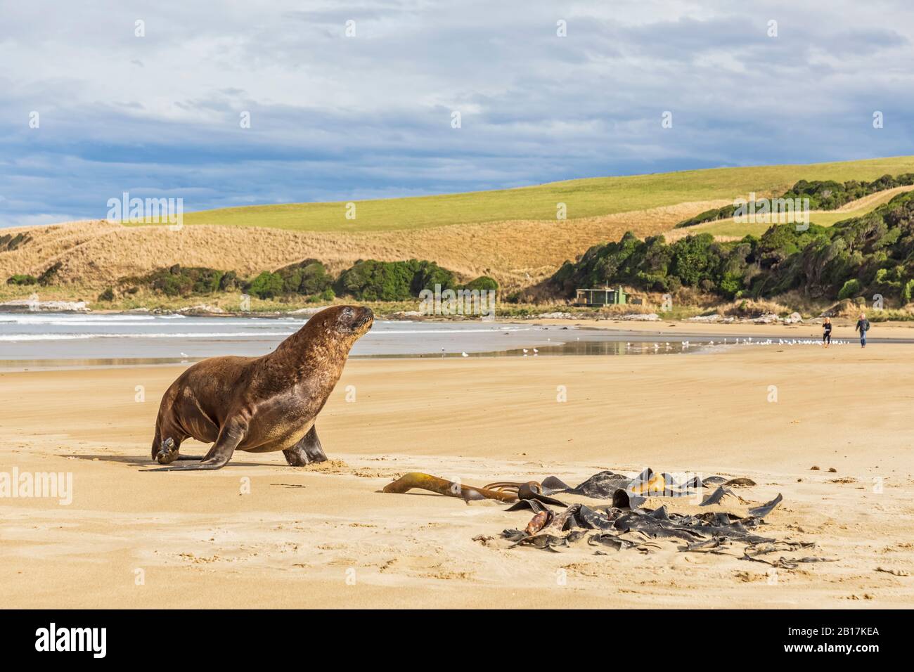 Nuova Zelanda, Oceania, Isola del Sud, Otago, Sud-Est, Costa di Catlins, Leone di Mare della Nuova Zelanda (Phococartos hookeri) nella Baia di Purakaunui Foto Stock