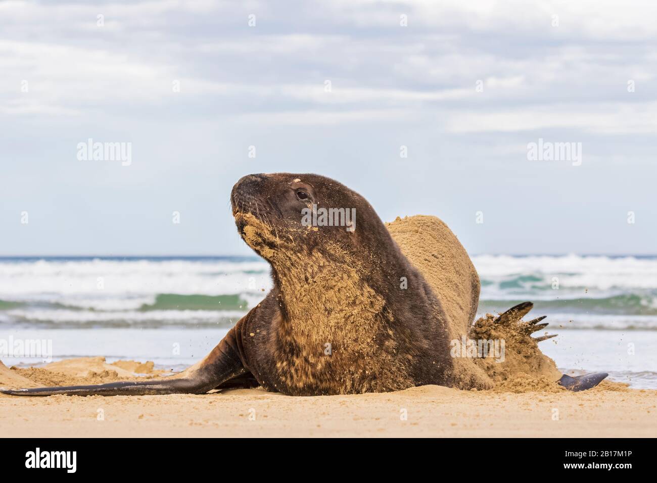 Nuova Zelanda, Oceania, Isola del Sud, Otago, Sud-Est, Costa di Catlins, Leone di Mare della Nuova Zelanda (Phococctos hookeri) che giace nella sabbia nella Baia di Purakaunui Foto Stock