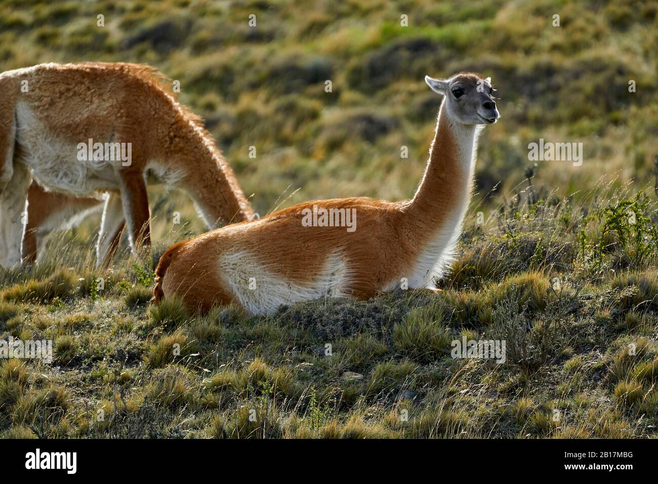 Cile,Patagonia,Magallanes e Regione Antartide Cilena,Provincia ultima Esperanza,Parco Nazionale Torres del Paine, Guanaco nei campi Foto Stock