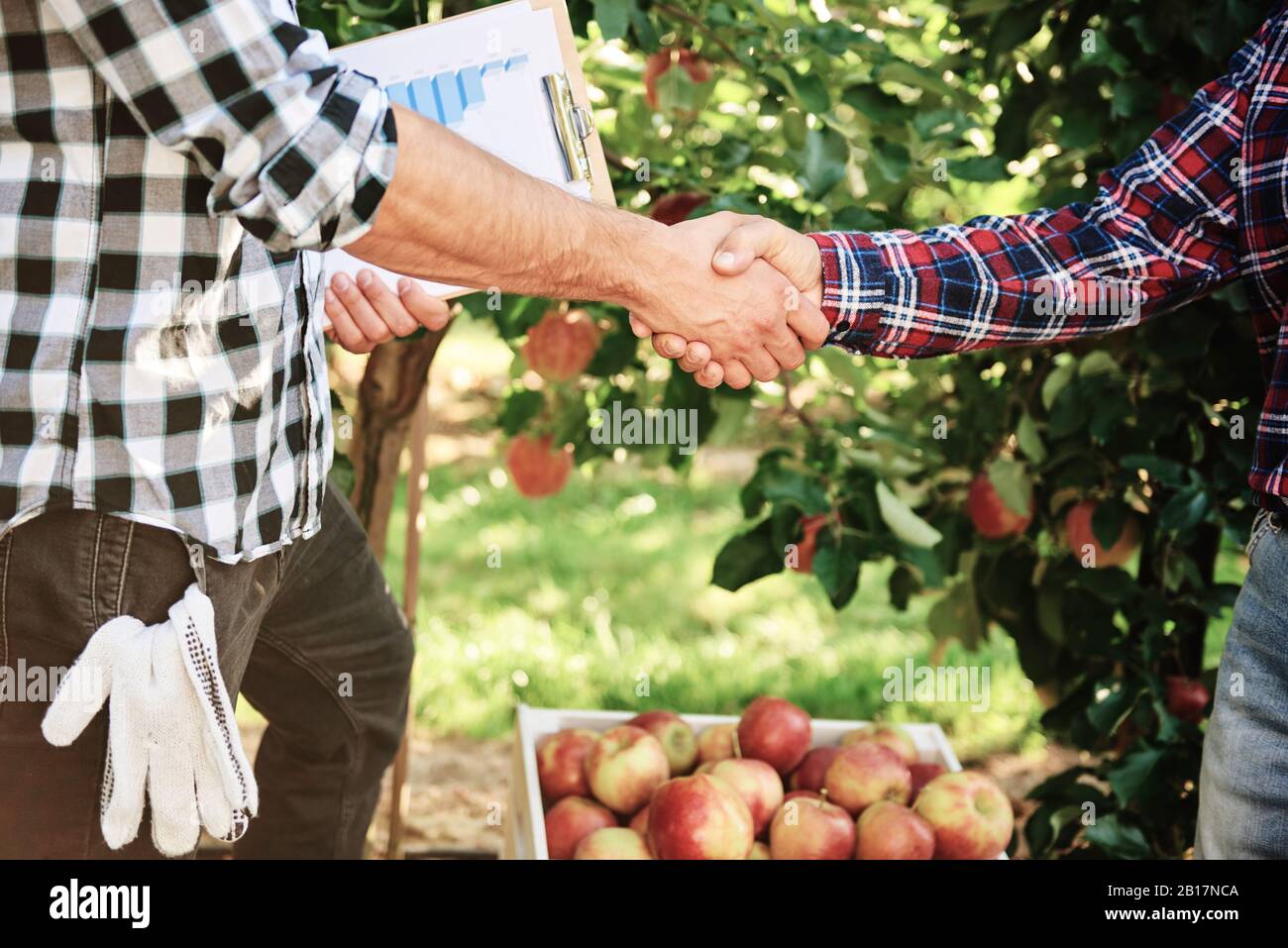 Frutticoltori che concordano su un accordo, scuotendo le mani Foto Stock