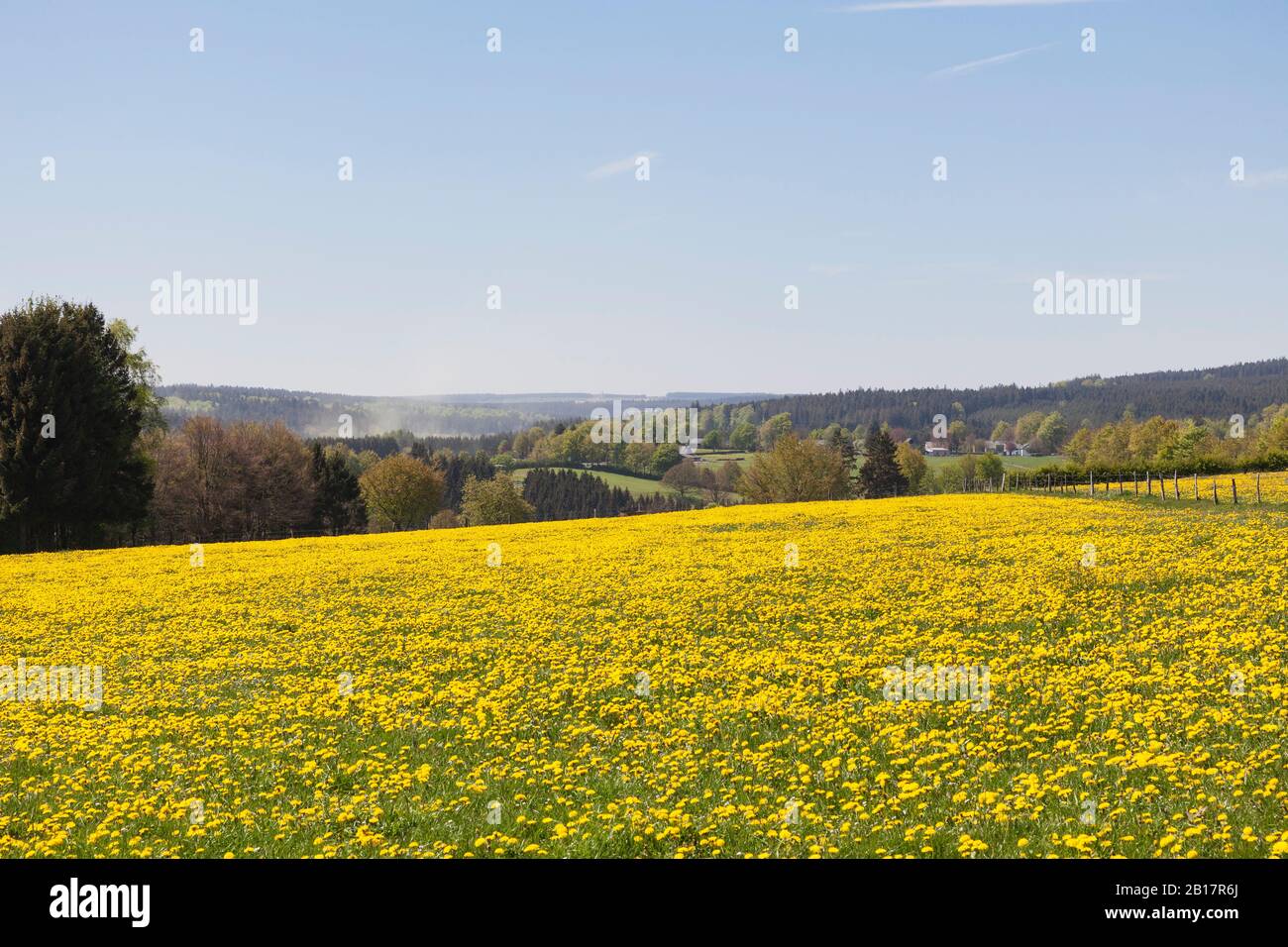 Germania, Renania Settentrionale Westfalia, Eifel, regione di Kalterherberg, Dandelions comuni (Taraxacum sect. Ruderalia) che crescono in campi erbosi in primavera Foto Stock