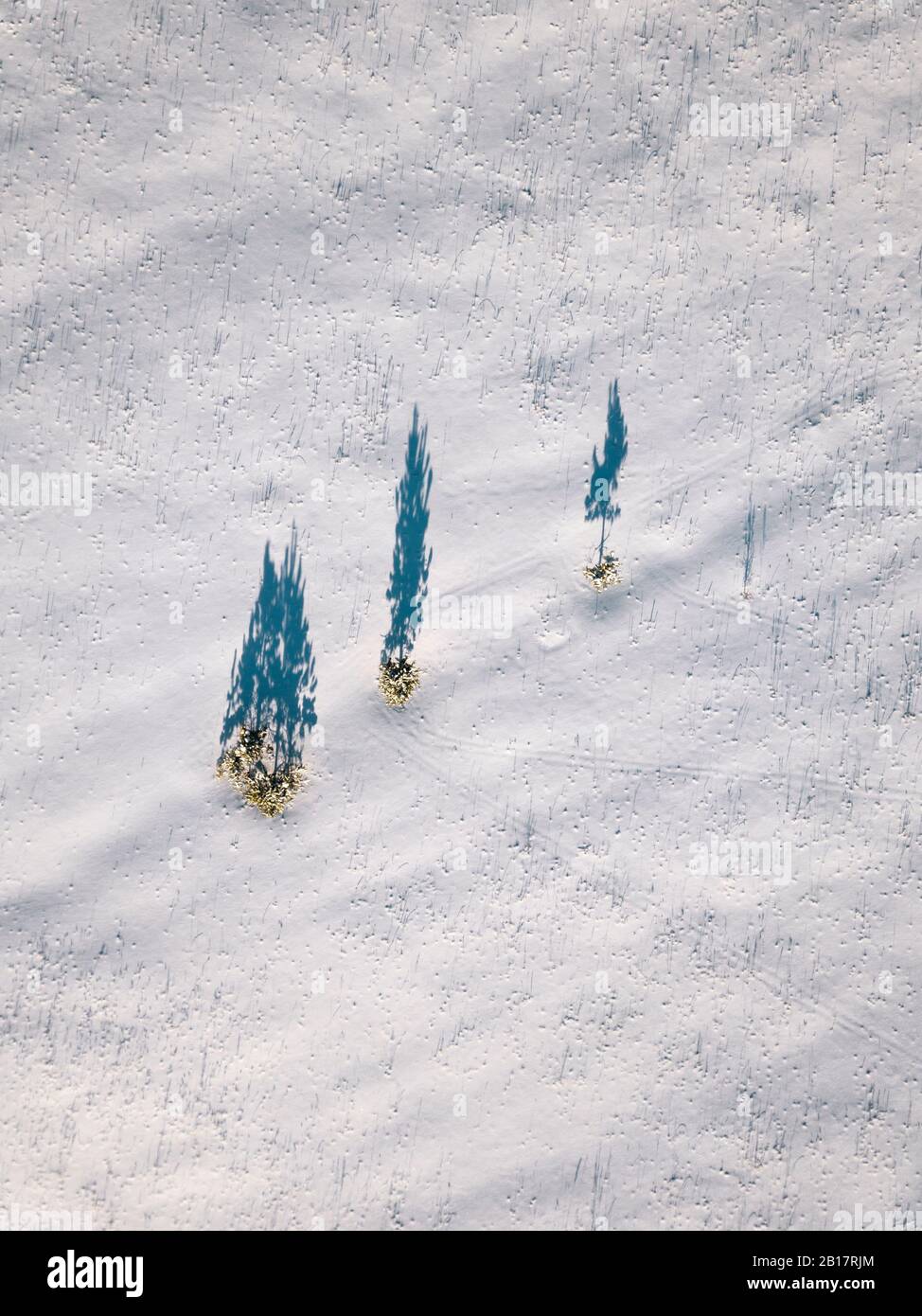 Russia, Oblast di Leningrado, Tikhvin, veduta aerea di un mucchio di alberi che gettano ombre su un terreno coperto di neve Foto Stock