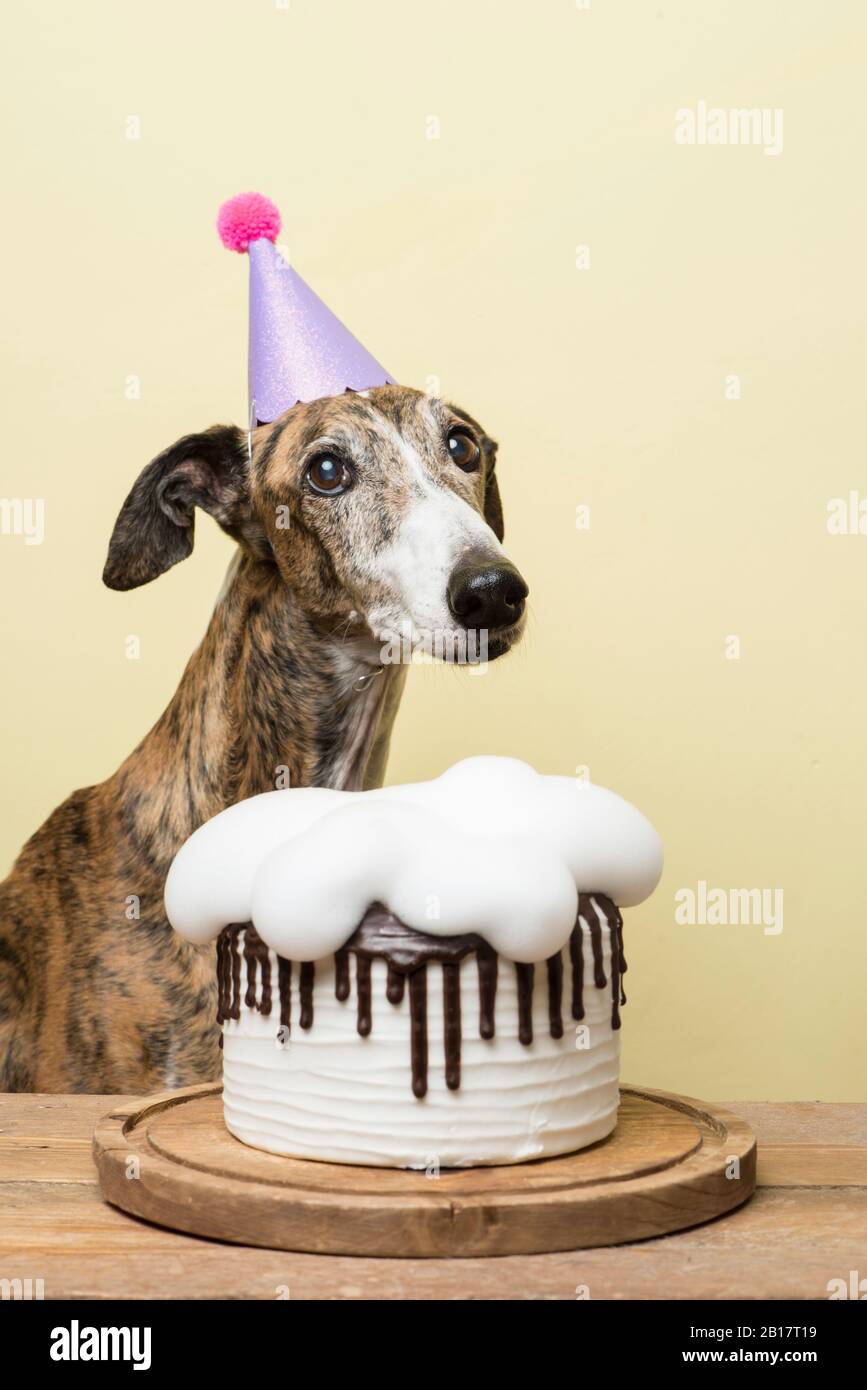 Cane con la sua torta di compleanno che celebra il suo anniversario Foto  stock - Alamy