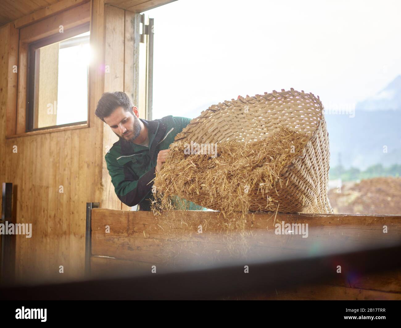 Coltivatore che versa paglia in fienile su una fattoria Foto Stock