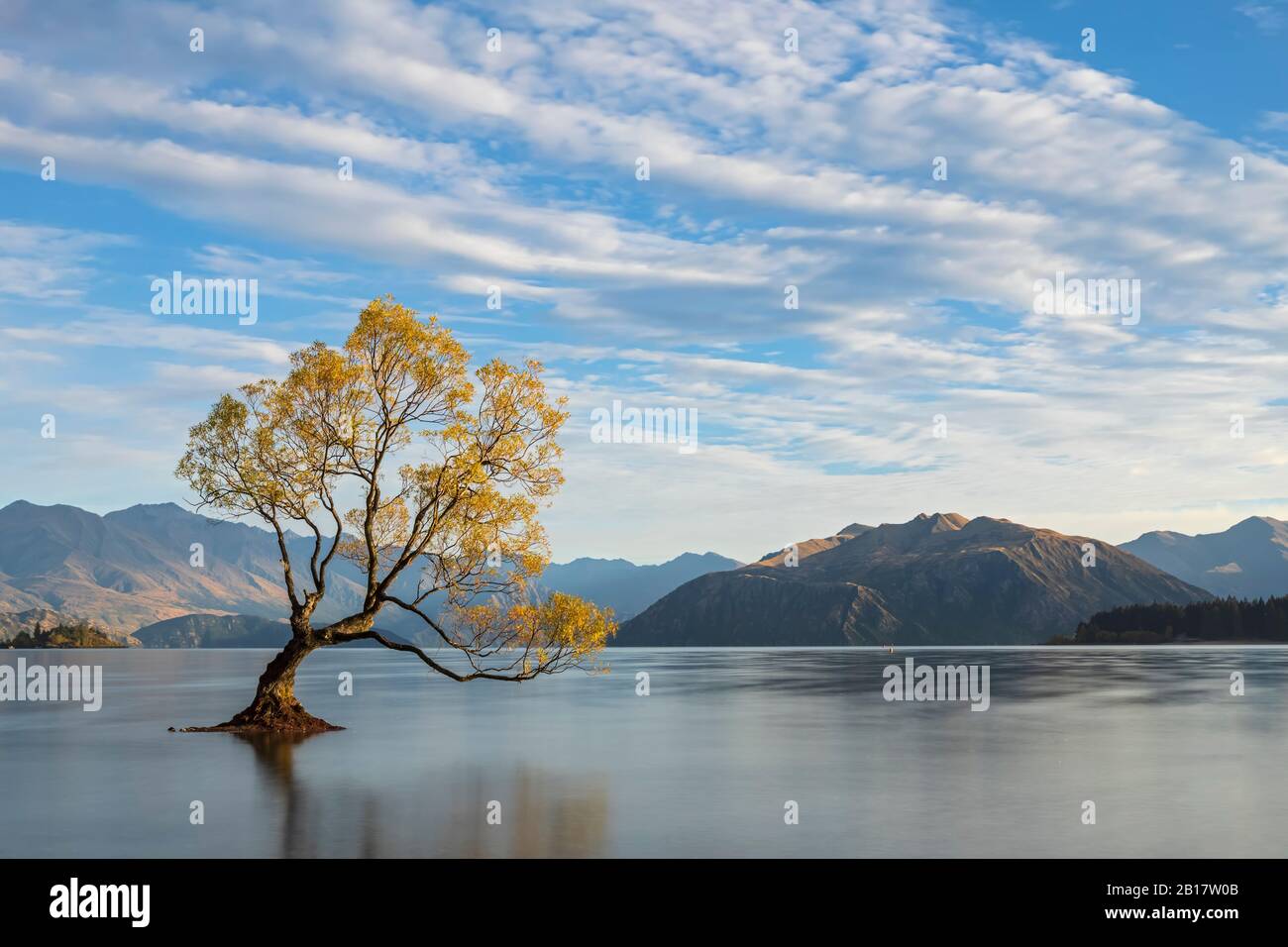 Nuova Zelanda, Otago, Wanaka Tree e Lake Wanaka Foto Stock