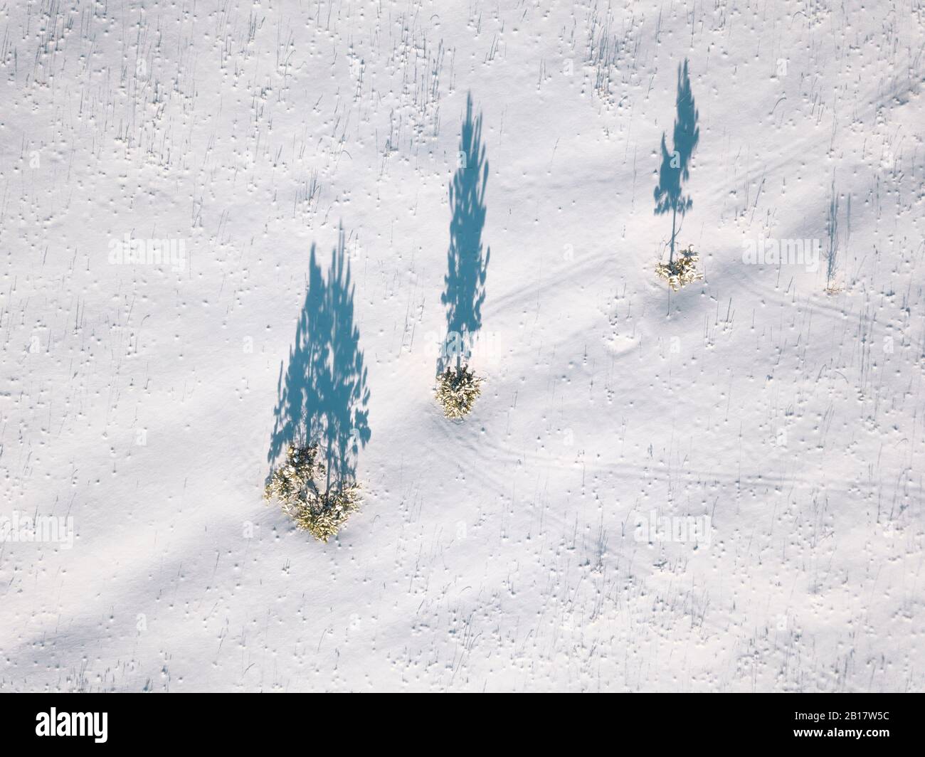 Russia, Oblast di Leningrado, Tikhvin, veduta aerea di un mucchio di alberi che gettano ombre su un terreno coperto di neve Foto Stock