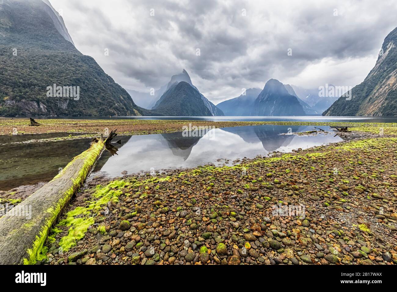 Nuova Zelanda, Oceania, South Island, Southland, Fiordland National Park, Mitre Peak e Milford Sound spiaggia a bassa marea con alghe verdi su ciottoli Foto Stock