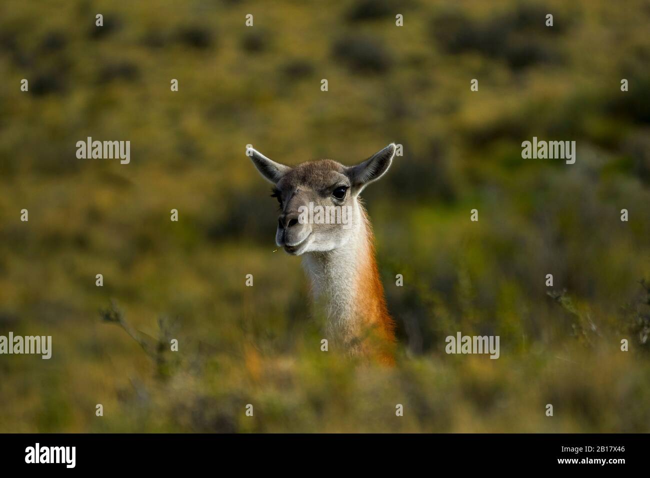 Cile,Patagonia,Magallanes e Regione Antartide Cilena,Provincia ultima Esperanza,Parco Nazionale Torres del Paine, Guanaco nei campi Foto Stock