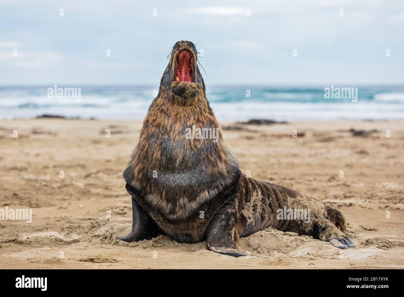 Nuova Zelanda, Oceania, Isola del Sud, Otago, Sud-Est, Costa di Catlins, Leone di Mare della Nuova Zelanda (Phococartos hookeri) nella Baia di Purakaunui Foto Stock