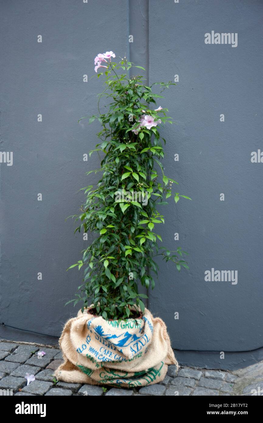 Pianta in vaso in borsa gunny sulla strada Foto Stock