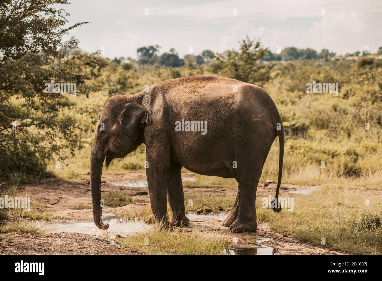 Sri Lanka, Provincia di Sabaragamuwa, Udawalawe, elefante che beve dalla pozza d'acqua nel Parco Nazionale di Udawalawe Foto Stock