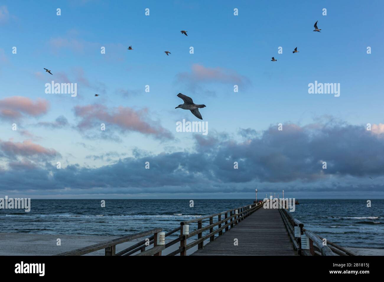 Germania, Meclemburgo-Pomerania occidentale, Prerow, gabbiani europei di aringa (Larus argentatus) che sorvolano il molo costiero Foto Stock