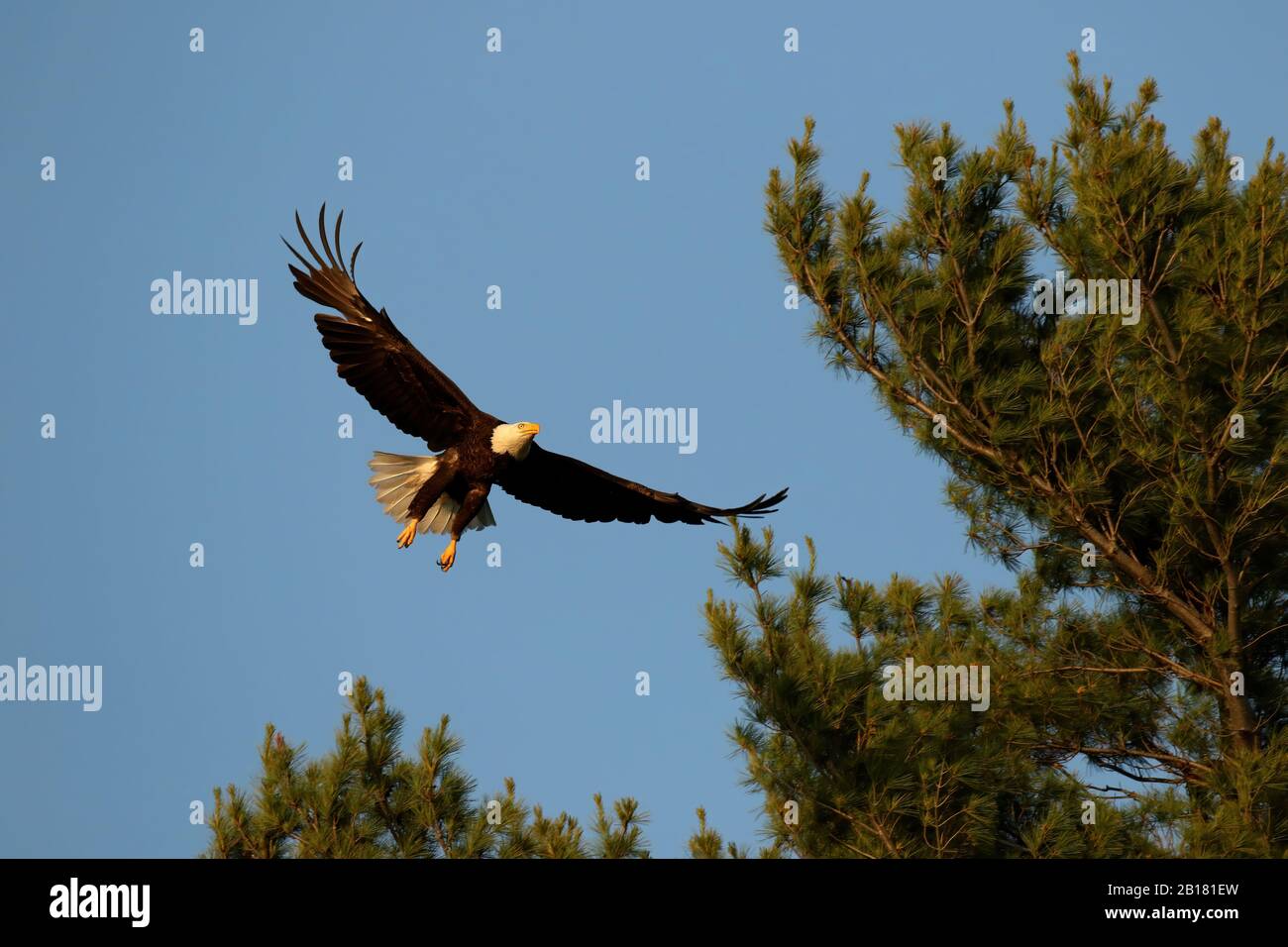 Aquila calva in volo Foto Stock