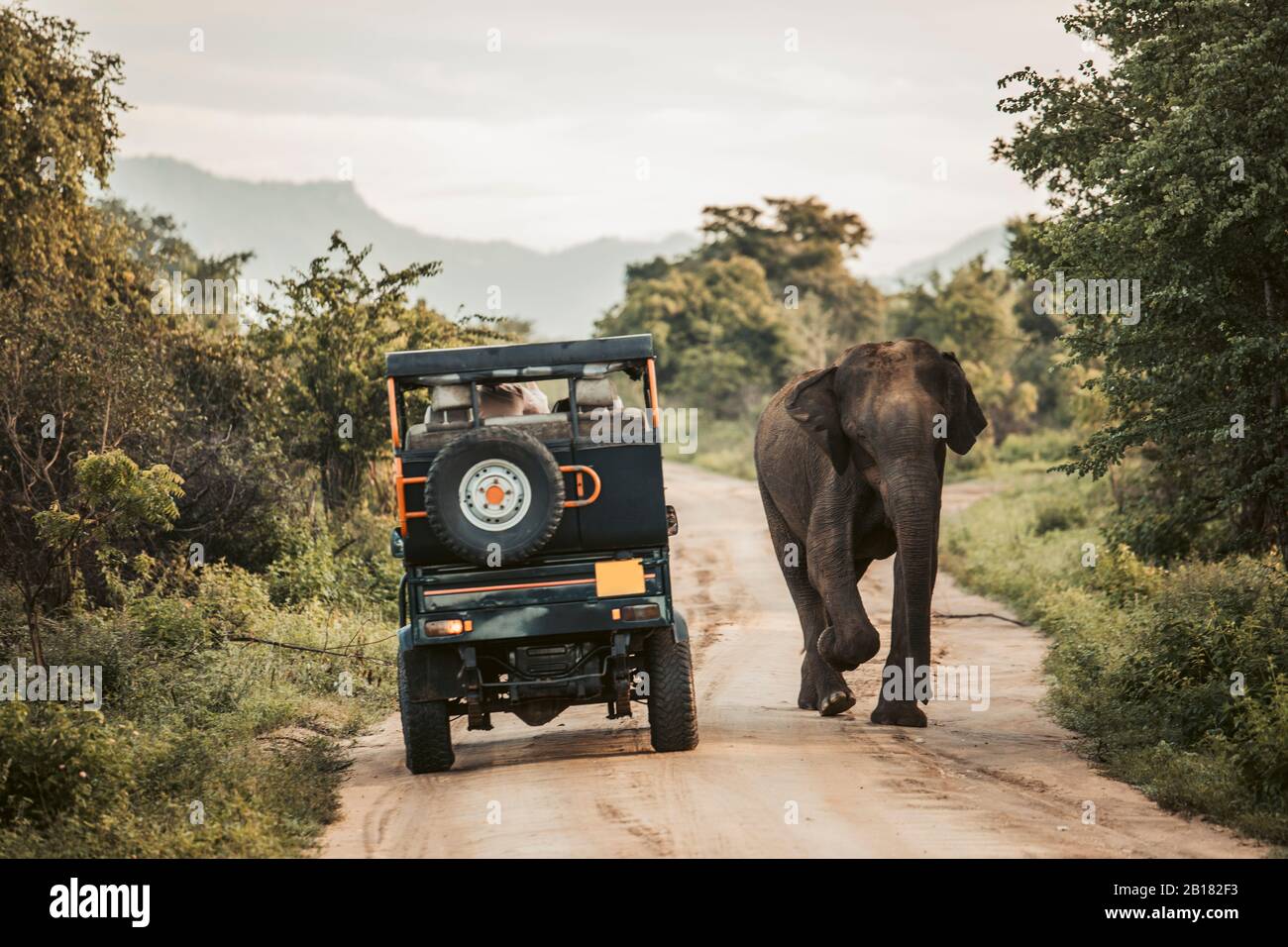 Sri Lanka, provincia di Sabaragamuwa, Udawalawe, elefante a piedi oltre safari auto nel Parco Nazionale di Udawalawe Foto Stock