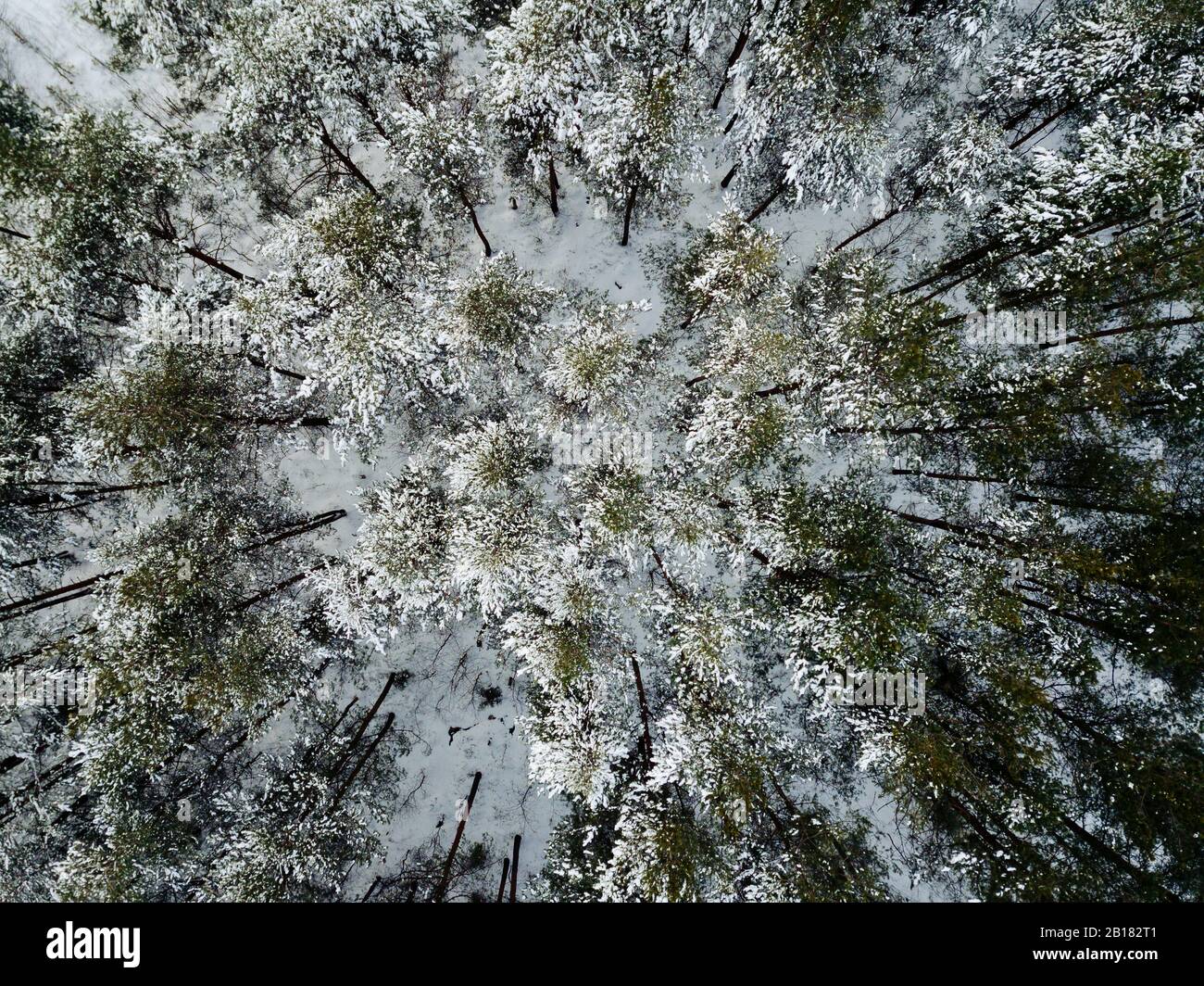 Russia, Regione di Leningrado, Tikhvin, veduta aerea della foresta in inverno Foto Stock