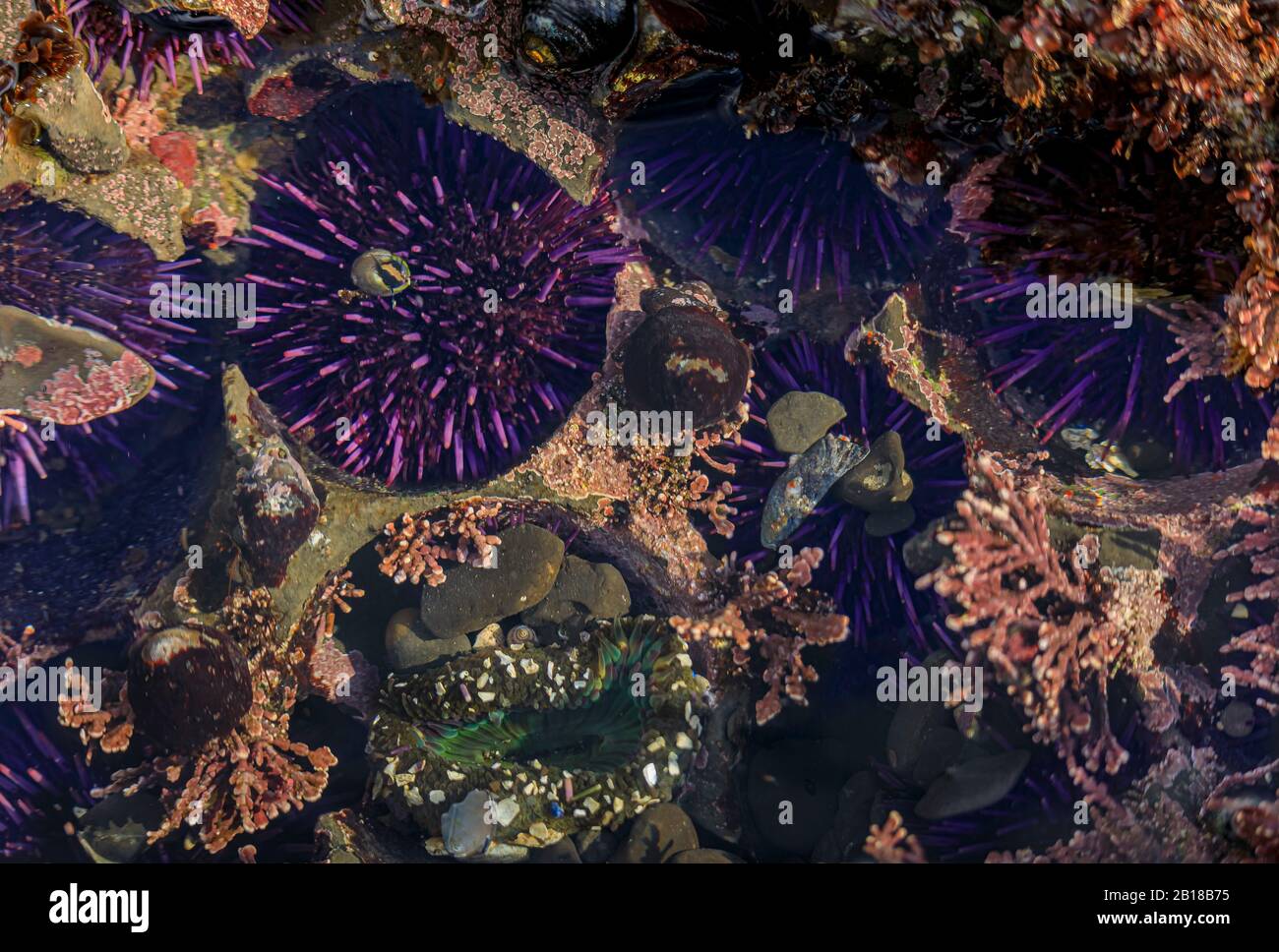 Ricci di mare viola selvatici sotto l'acqua in una piscina di marea dell'Oceano Pacifico presso la Riserva Marina Fitzgerald nella California del Nord, nella zona della Baia a sud di San Francisco Foto Stock