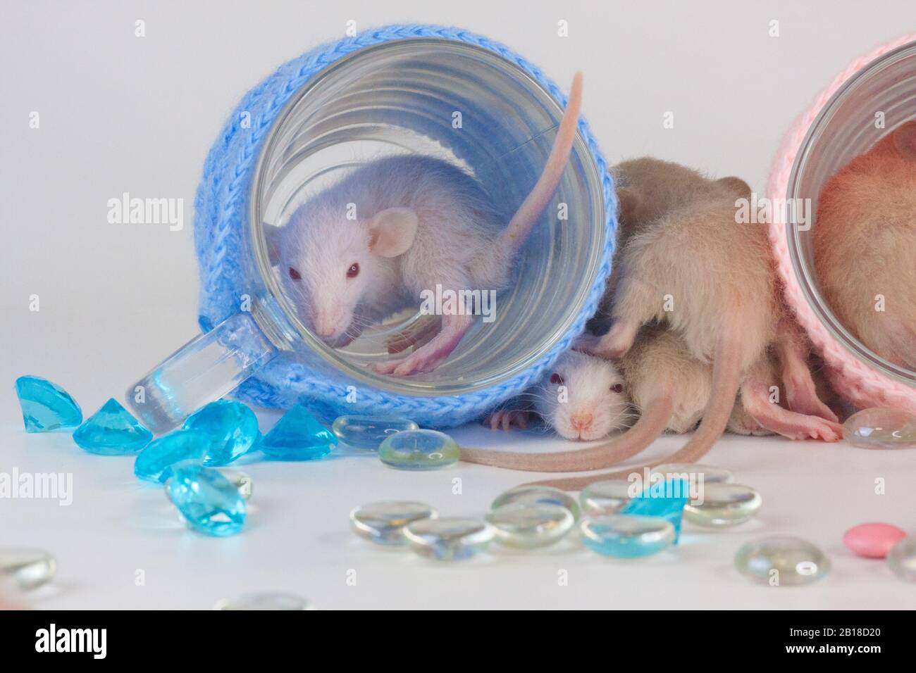 Ratti su un tavolo da pranzo con una tazza trasparente in abiti luminosi. Alimentazione e dieta Foto Stock