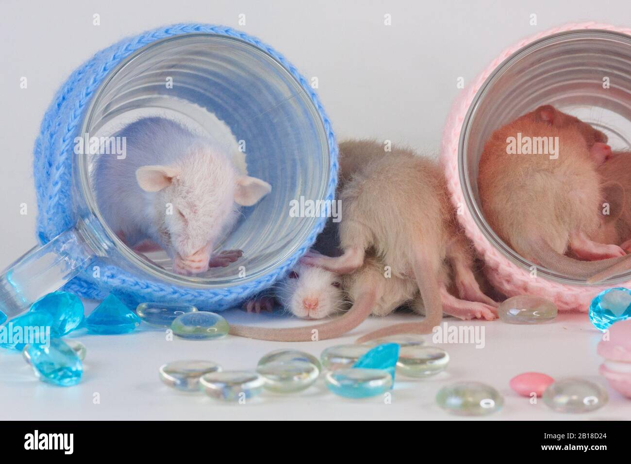 Ratti su un tavolo da pranzo con una tazza trasparente in abiti luminosi. Alimentazione e dieta Foto Stock