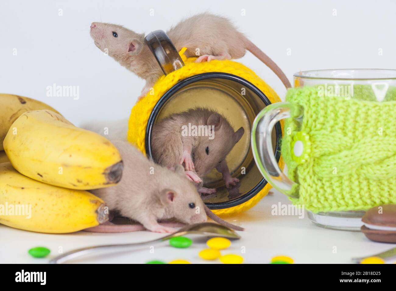 Ratti su un tavolo da pranzo con una tazza trasparente in abiti luminosi. Alimentazione e dieta Foto Stock