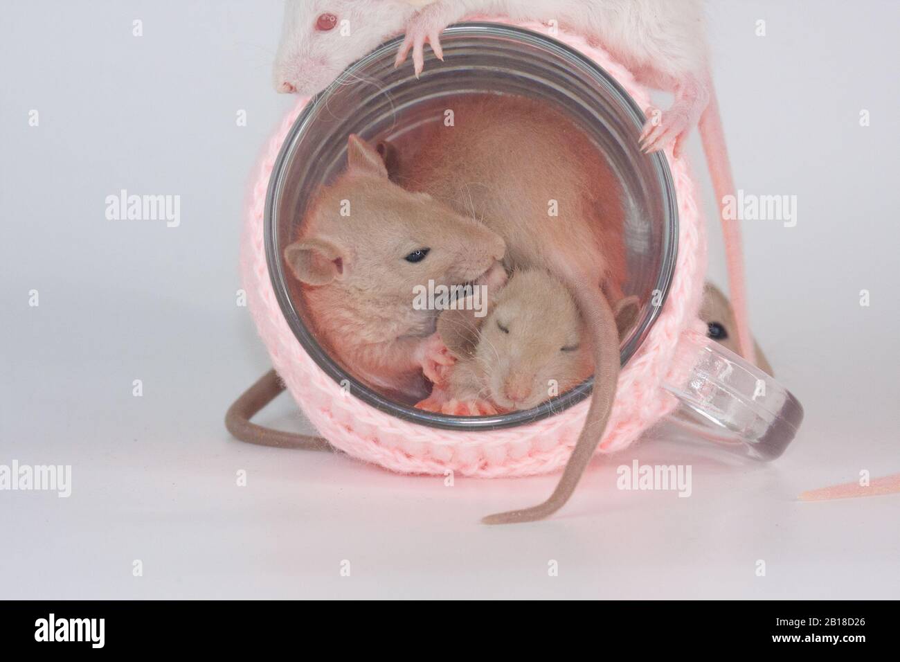 Ratti su un tavolo da pranzo con una tazza trasparente in abiti luminosi. Alimentazione e dieta Foto Stock