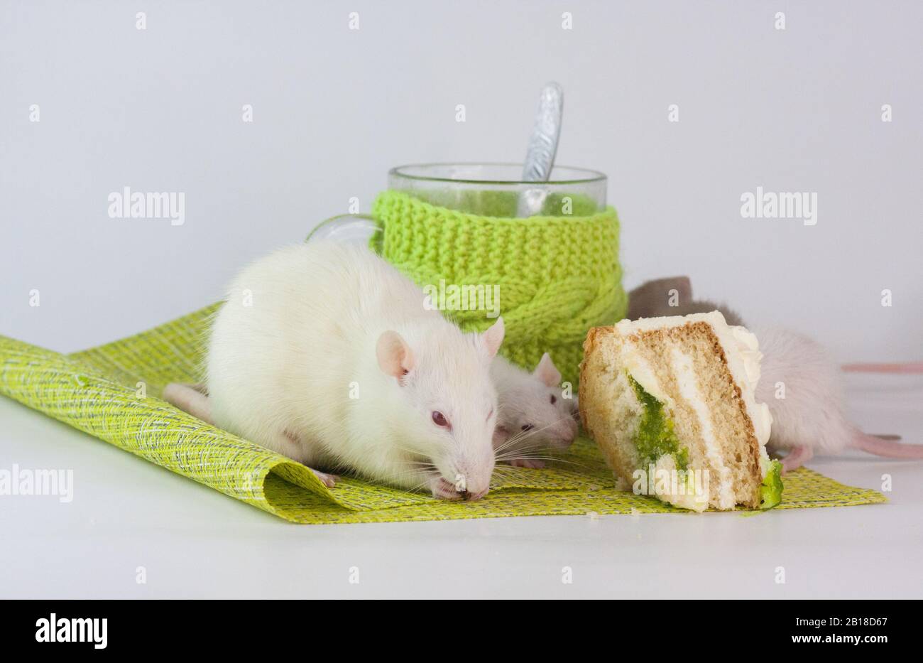 Ratti su un tavolo da pranzo con una tazza trasparente in abiti luminosi. Alimentazione e dieta Foto Stock