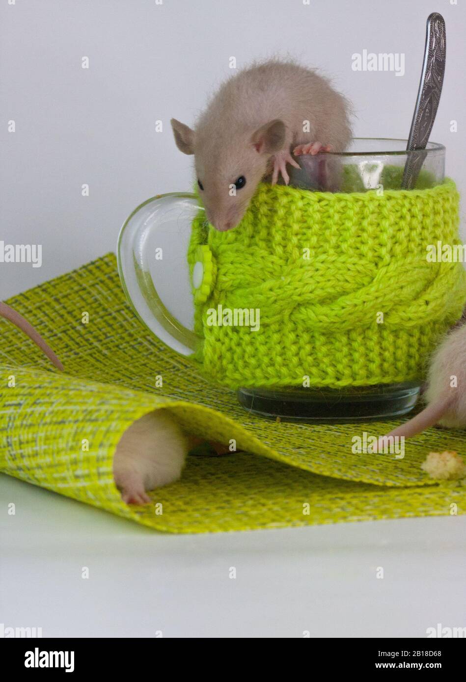 Ratti su un tavolo da pranzo con una tazza trasparente in abiti luminosi. Alimentazione e dieta Foto Stock