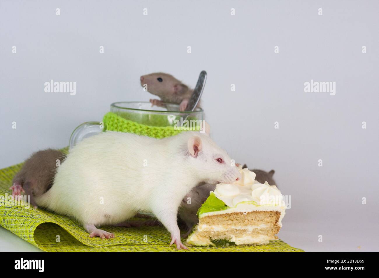 Ratti su un tavolo da pranzo con una tazza trasparente in abiti luminosi. Alimentazione e dieta Foto Stock