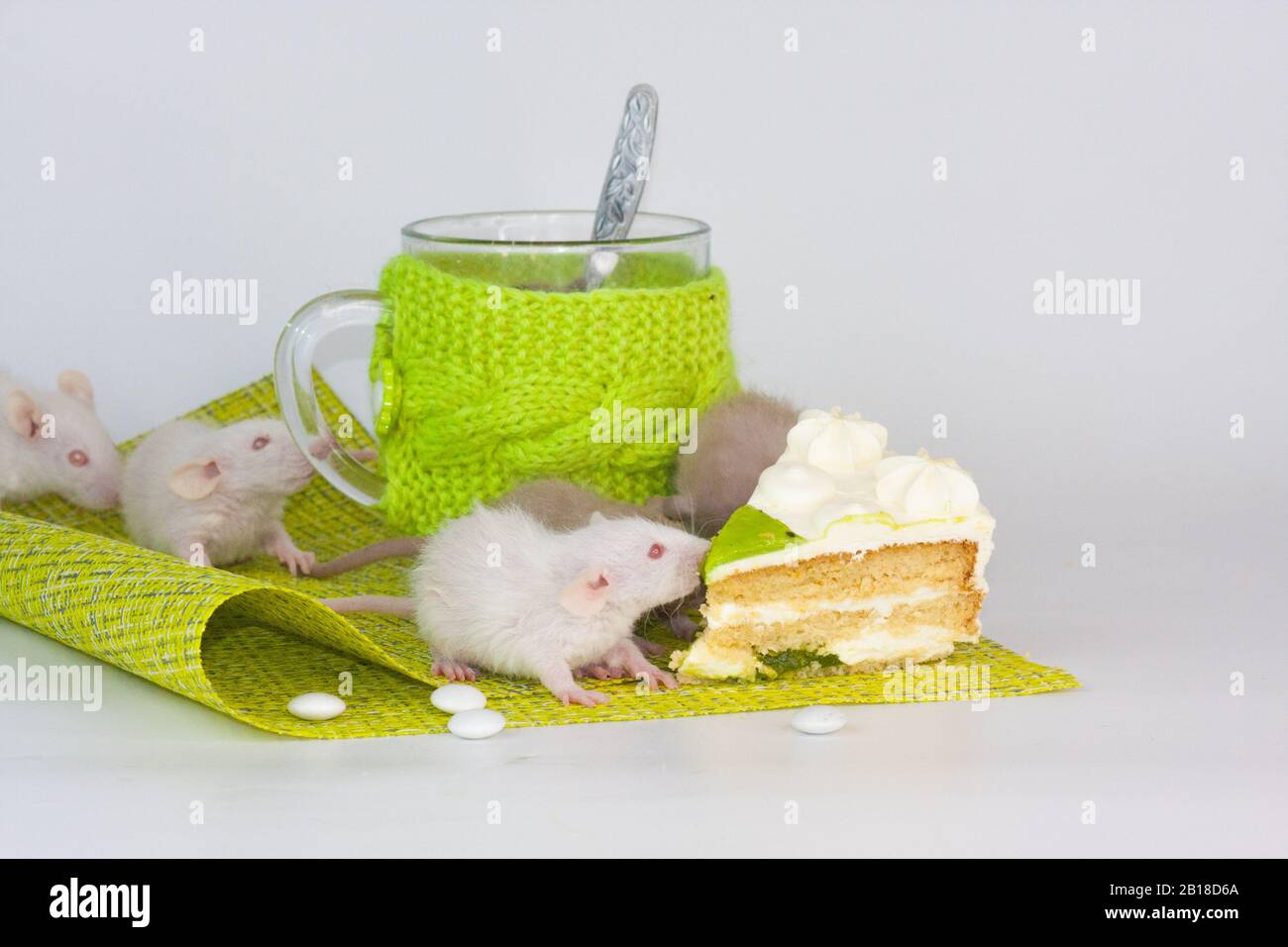 Ratti su un tavolo da pranzo con una tazza trasparente in abiti luminosi. Alimentazione e dieta Foto Stock