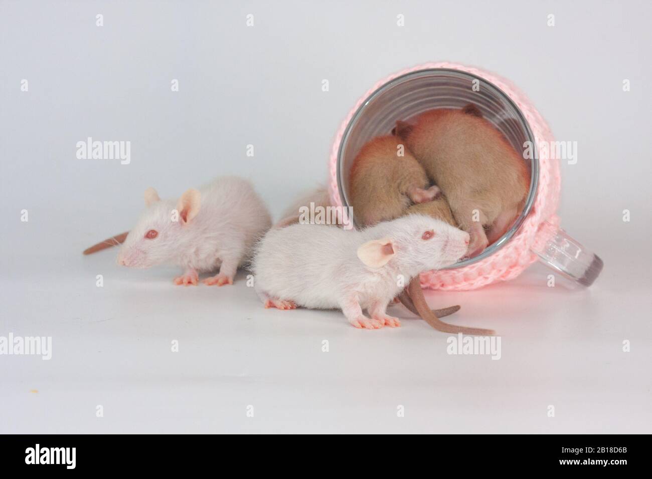 Ratti su un tavolo da pranzo con una tazza trasparente in abiti luminosi. Alimentazione e dieta Foto Stock