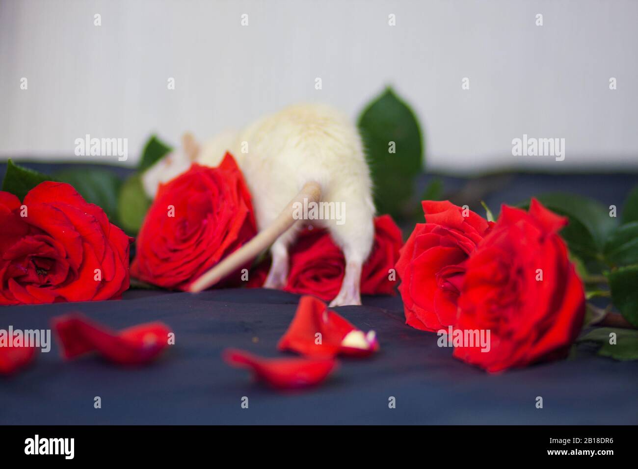 Ci tornerò. Il ratto entra nei fiori tra petali di rosa Foto Stock