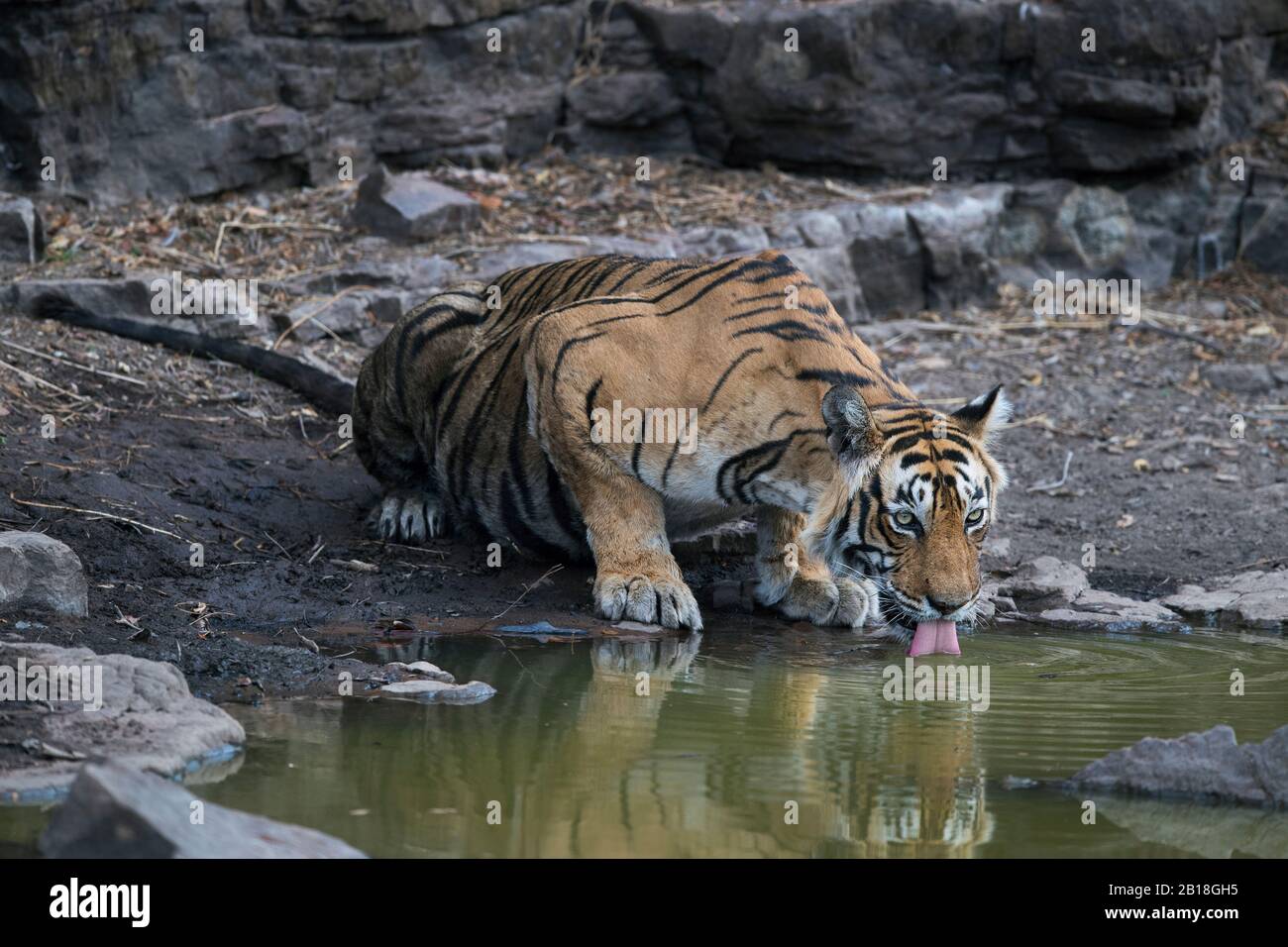 L'immagine di Tiger (Panthera tigris) ritratto di acqua potabile nel parco nazionale di Ranthambore, Rajasthan, India, Asia. Foto Stock