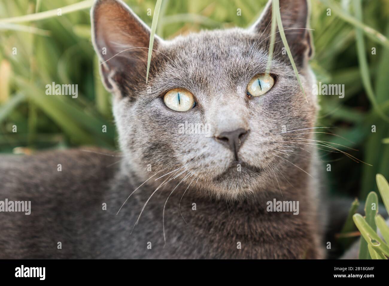 Un adorabile gatto grigio pelliccia sta fissando con occhi curiosi e grandi Foto Stock