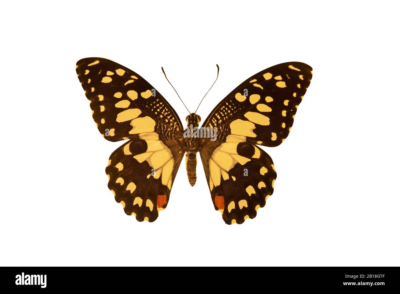 Giallo e nero Collered Butterfly isolato su sfondo bianco Foto Stock