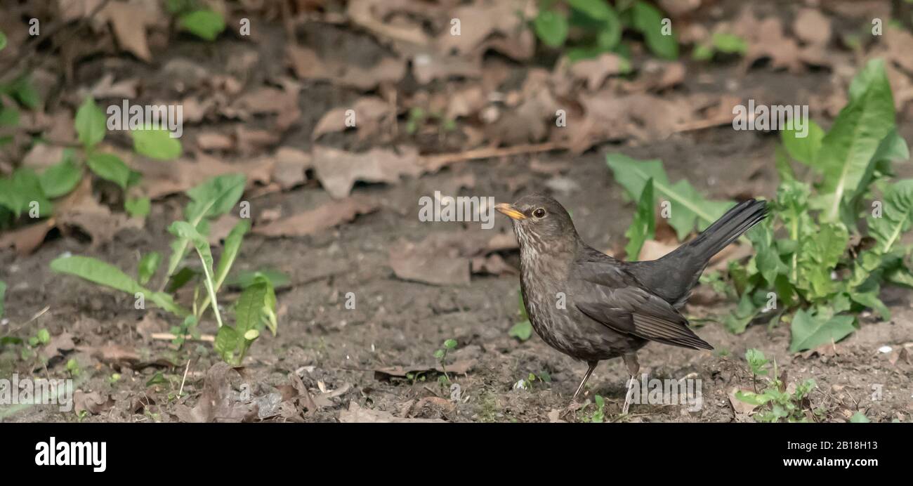 Uccello arroccato a terra nella foresta Foto Stock