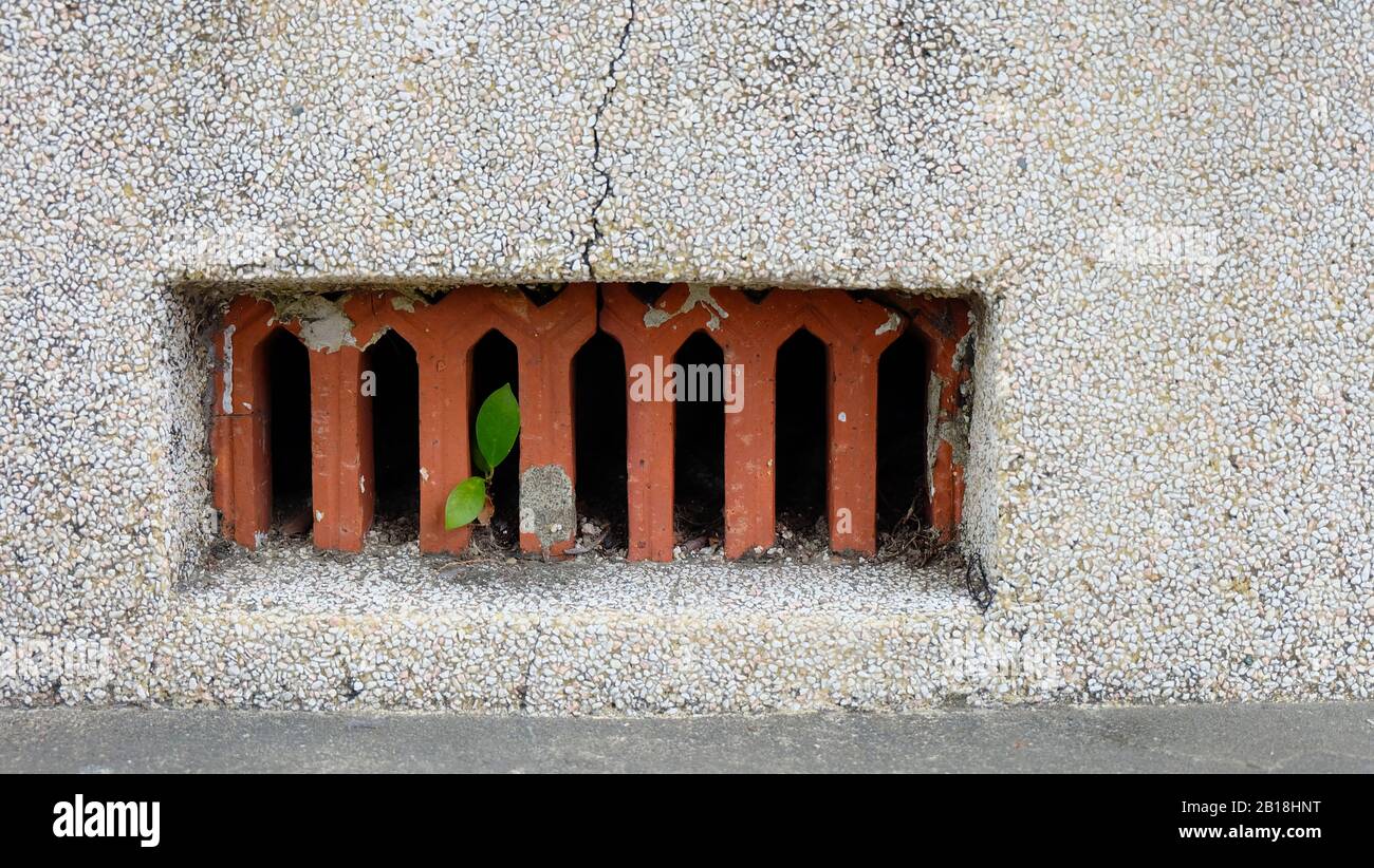 Un foro di ventilazione su una parete di ghiaia grigia, con una pianta verde che germoglia dal foro. Foto Stock