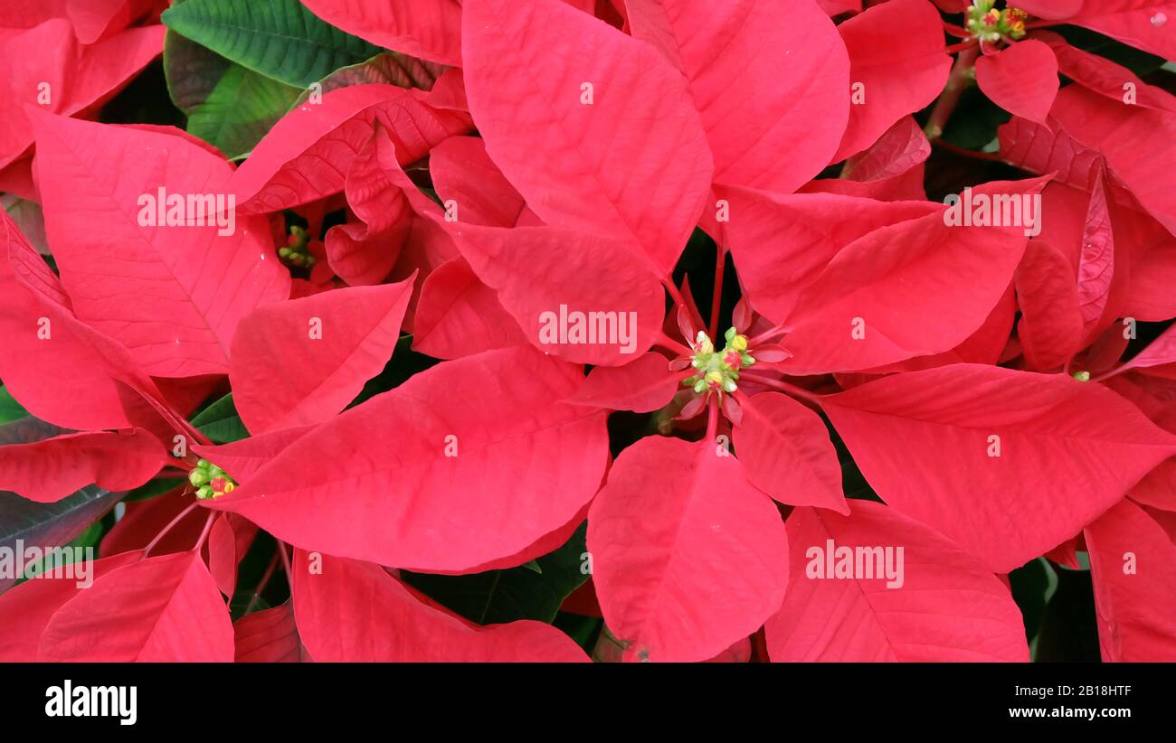 Closeup di poinsettia rossa, un fiore ampiamente usato nelle esposizioni floreali di Natale, in fiore. Foto Stock