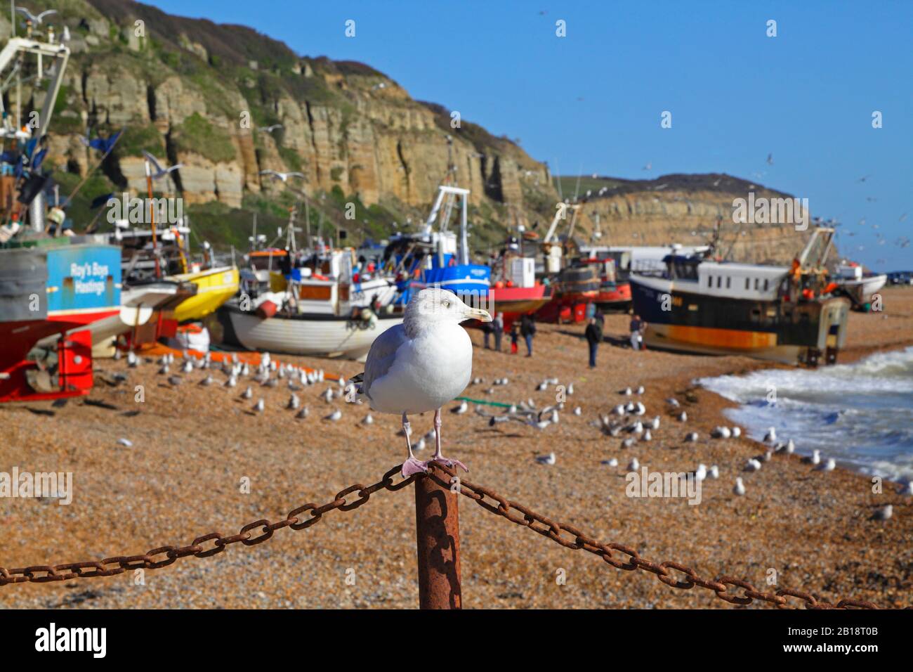 Seagull, Hastings, European Herring Gull, Arroccato Su Hastings Old Town Stade, Fishermen'S Beach, Rock-A-Nore, East Sussex, Regno Unito Foto Stock