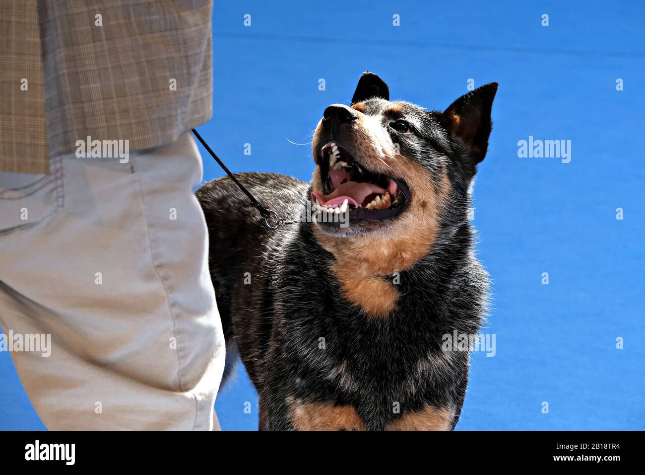 Cane guardando il suo proprietario in attesa di un comando Foto Stock
