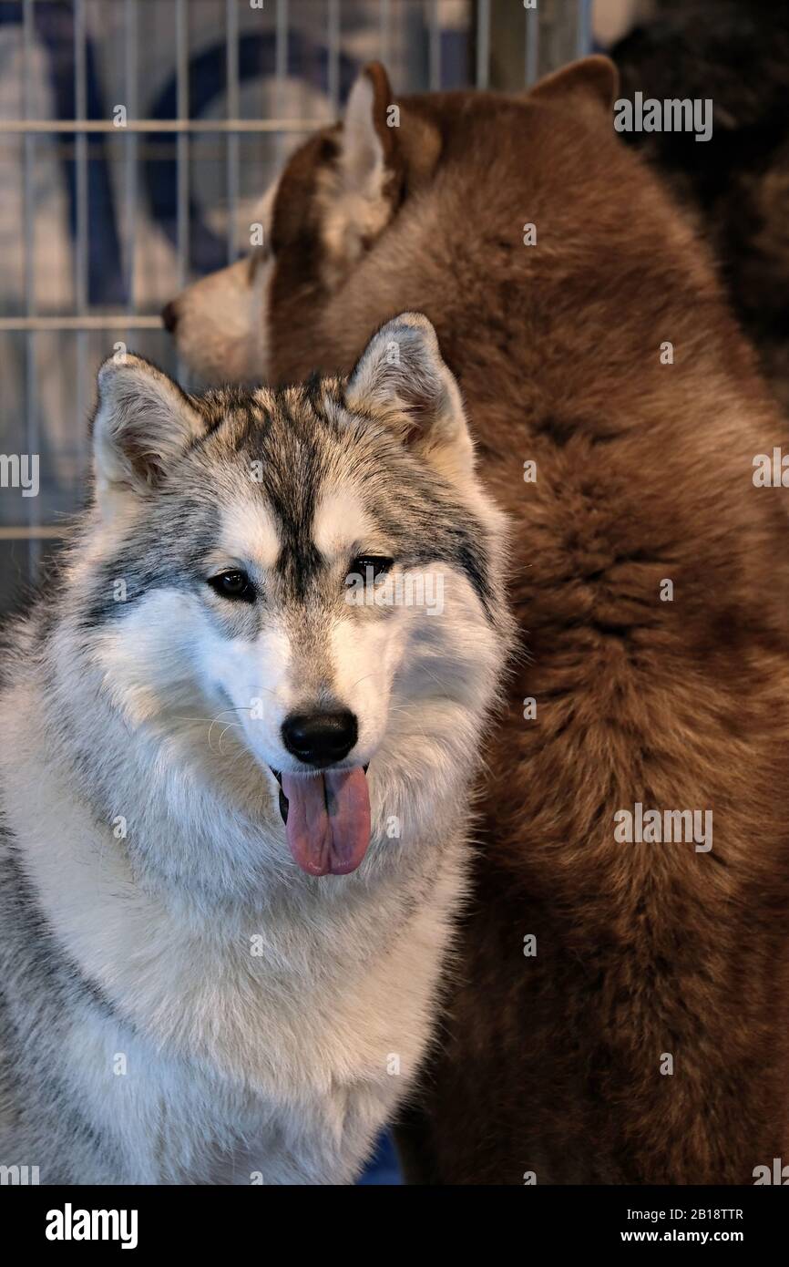 Husky siberiano allo spettacolo dei cani Foto Stock