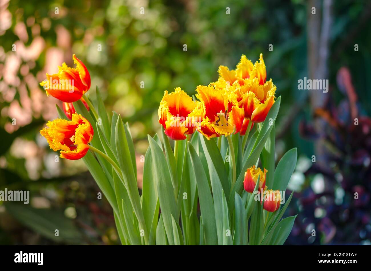 Tulipani giardino nel sole di primavera nella serra. Foto Stock