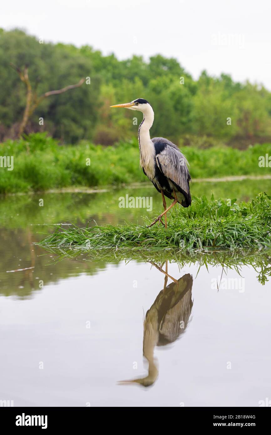 Heron grigio - Ardea cinerea, grande airone grigio comune da laghi e fiumi, Hortobagy, Ungheria. Foto Stock