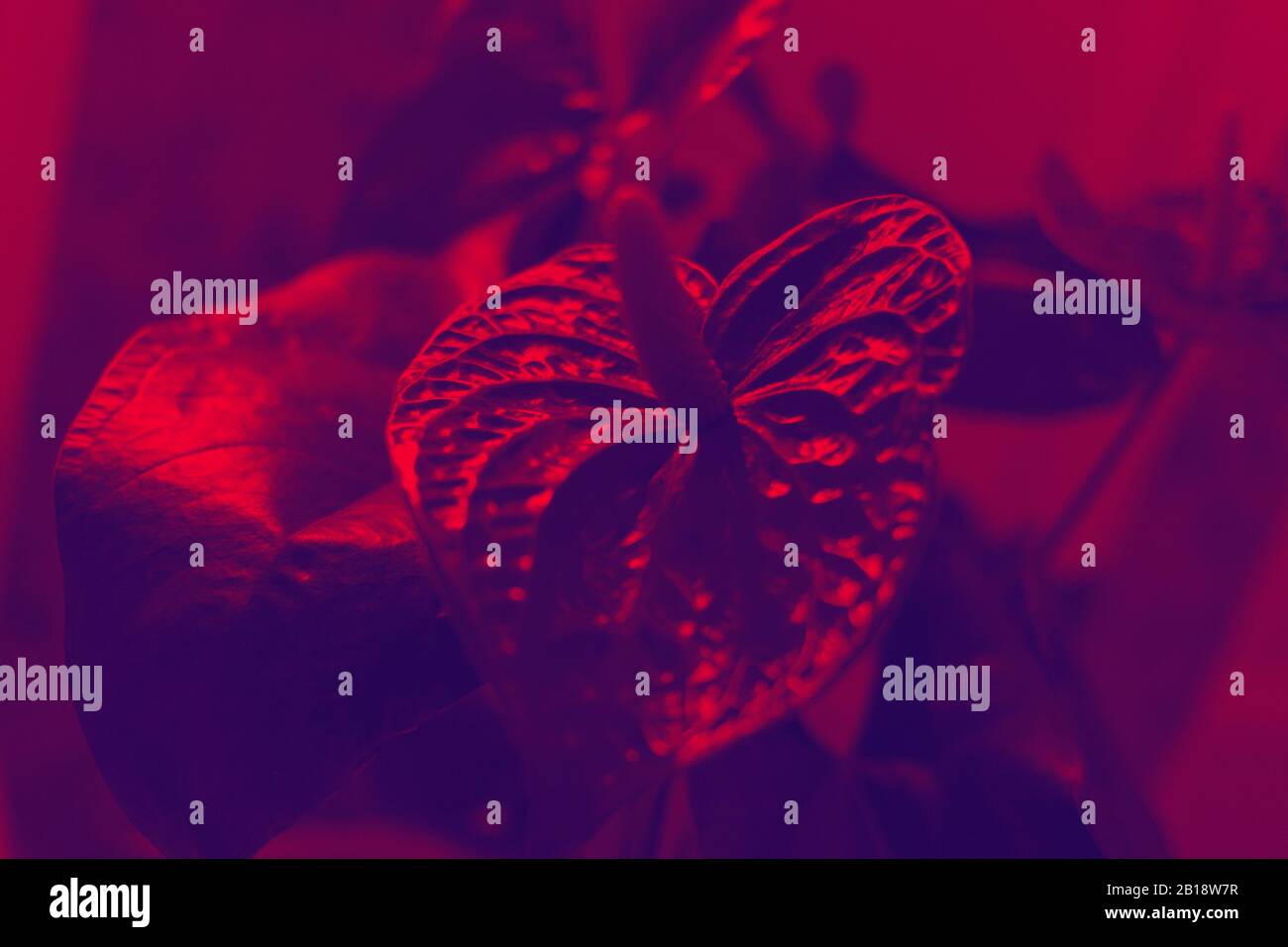 astratto duo tono blu rosso gradiente sfondo Foto Stock