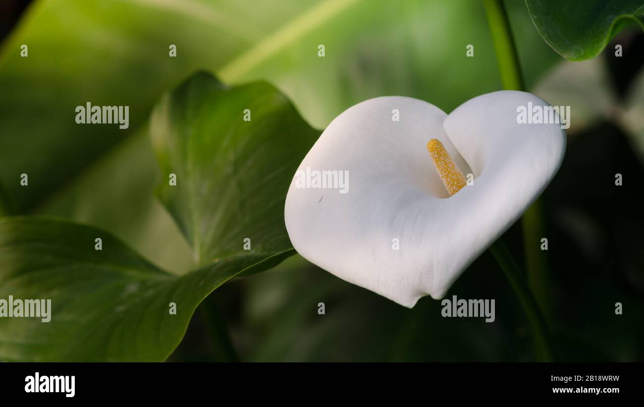 Calla lily fiore foto con spazio per il testo. Foto Stock