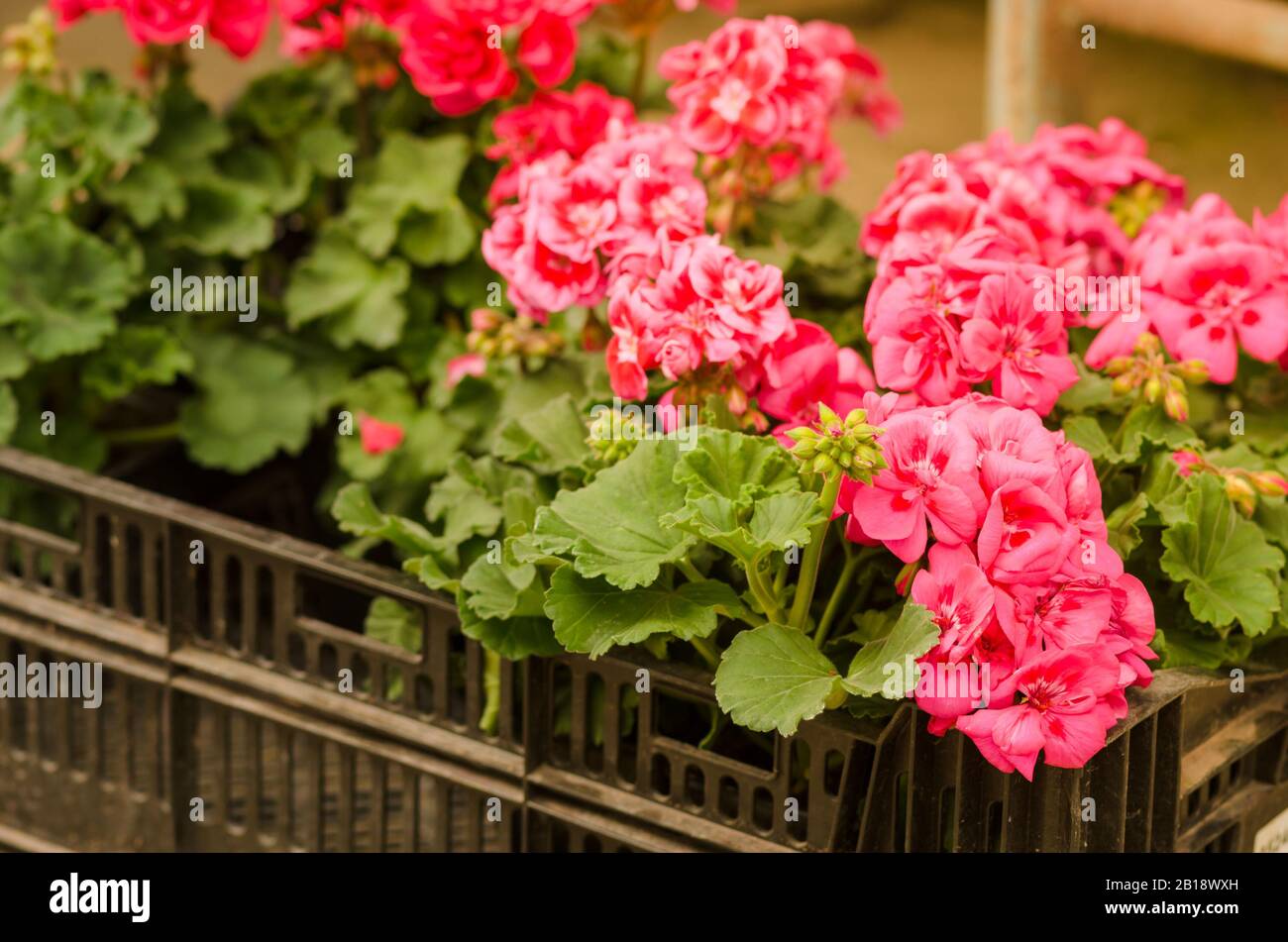 Pianta Di Geranio Del Giardino Rosso. Fiori rosa primo piano colpo Foto Stock